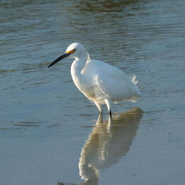 Little Egret